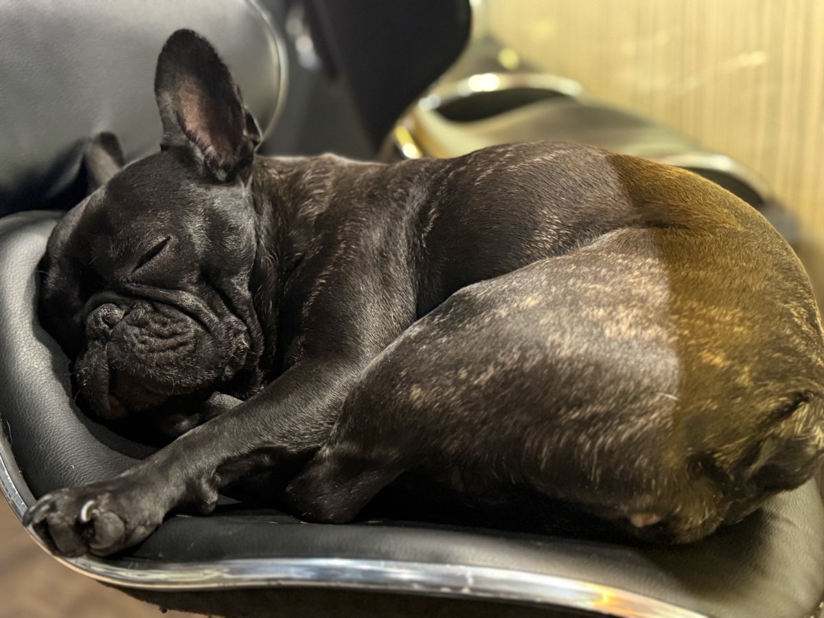 フレブルのとうふちゃん tweet media