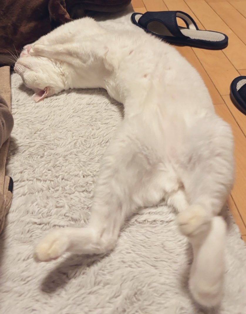 14ちゃい🎀　#白猫