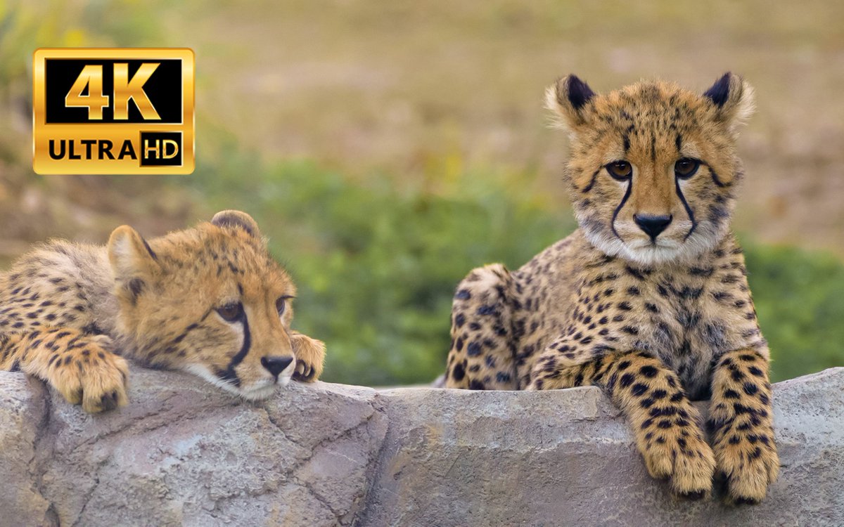 Agha Wasim tweet media