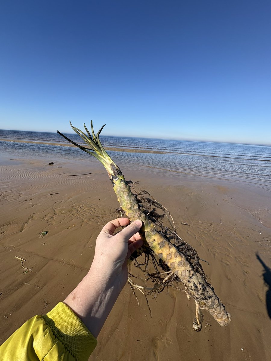 Ernests Dreimanis tweet media