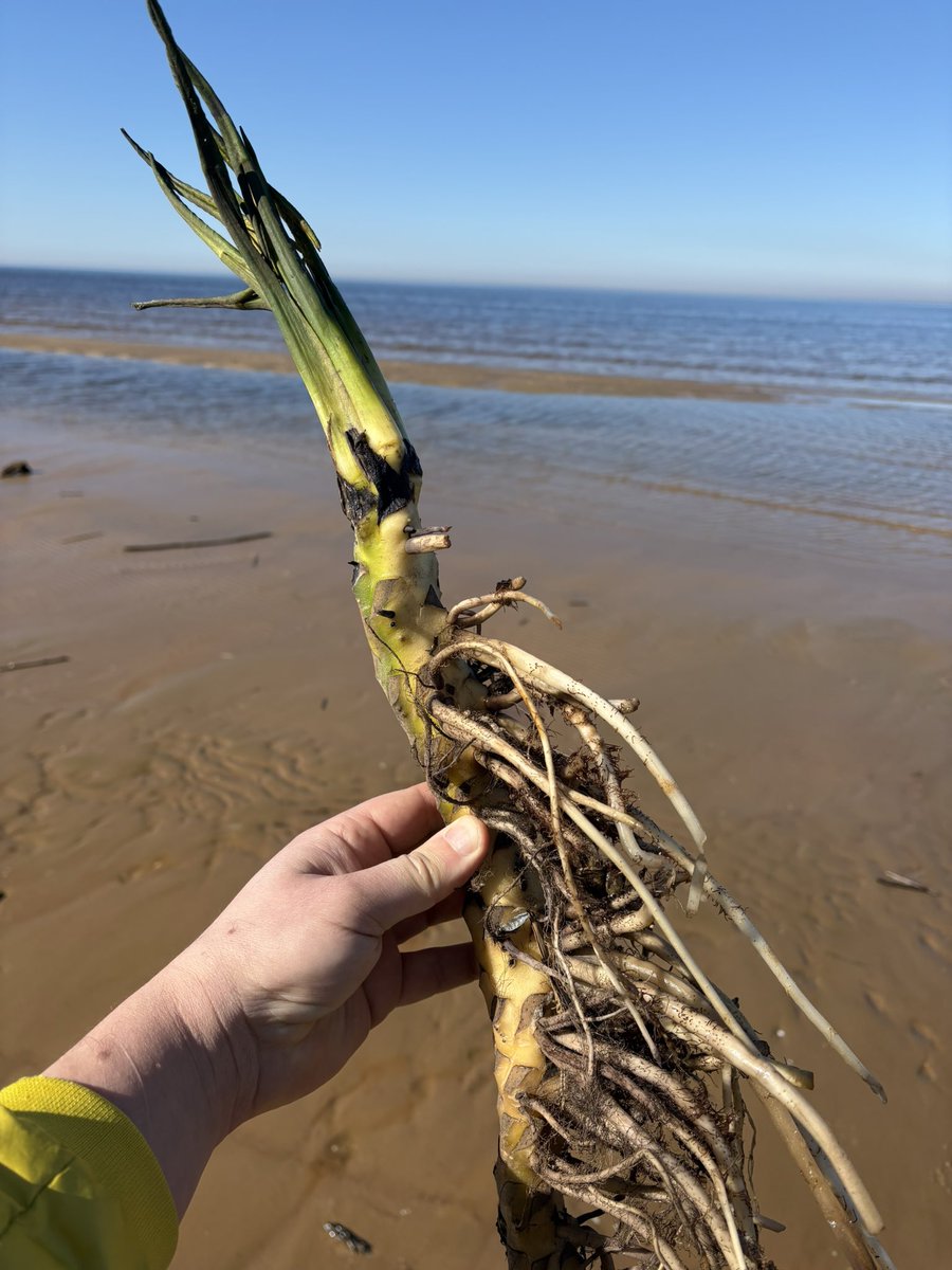 Ernests Dreimanis tweet media