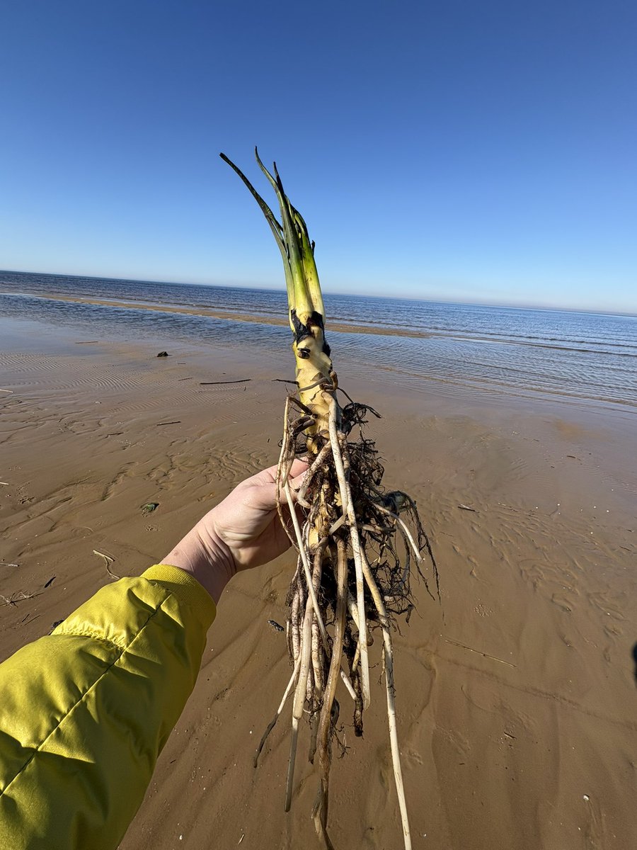 Ernests Dreimanis tweet media