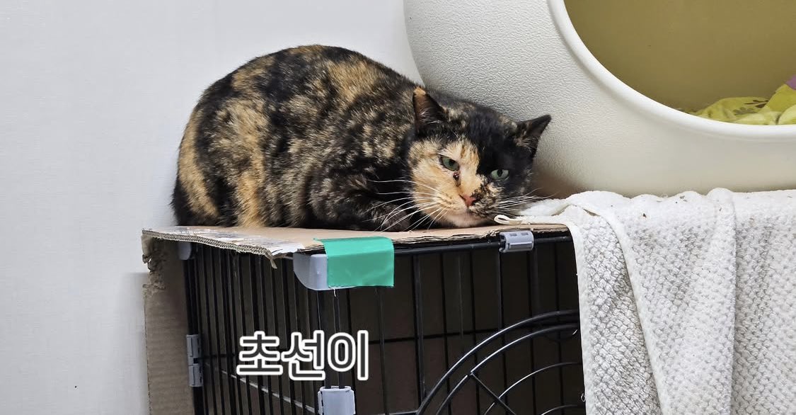 체리하우스(재개발지역 구조냥이들 쉼터) tweet media