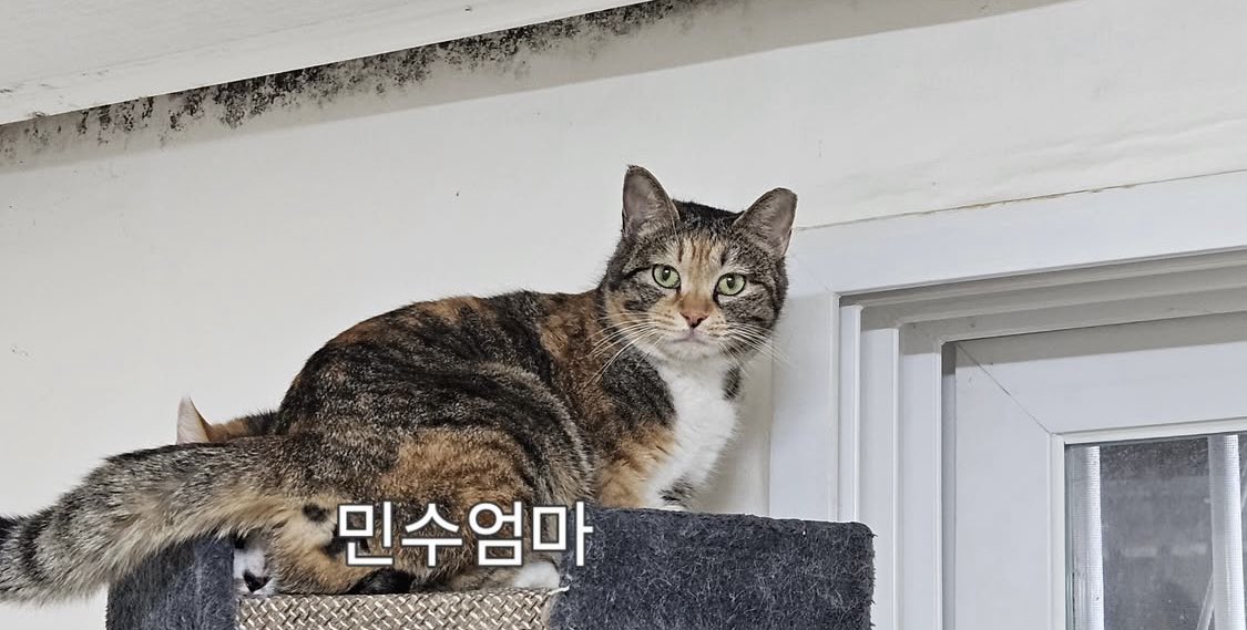 체리하우스(재개발지역 구조냥이들 쉼터) tweet media