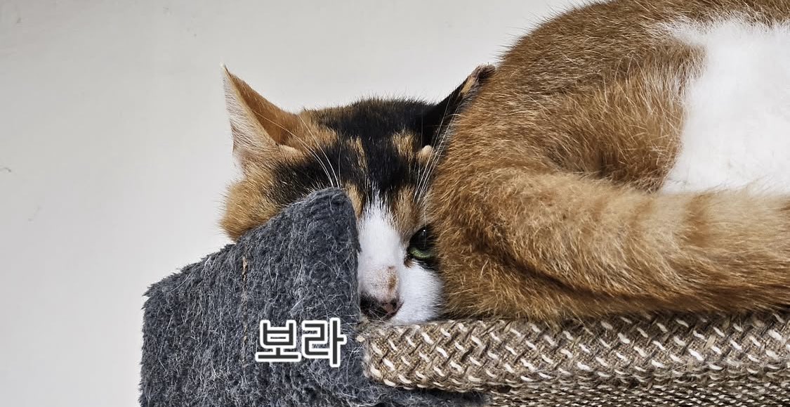 체리하우스(재개발지역 구조냥이들 쉼터) tweet media