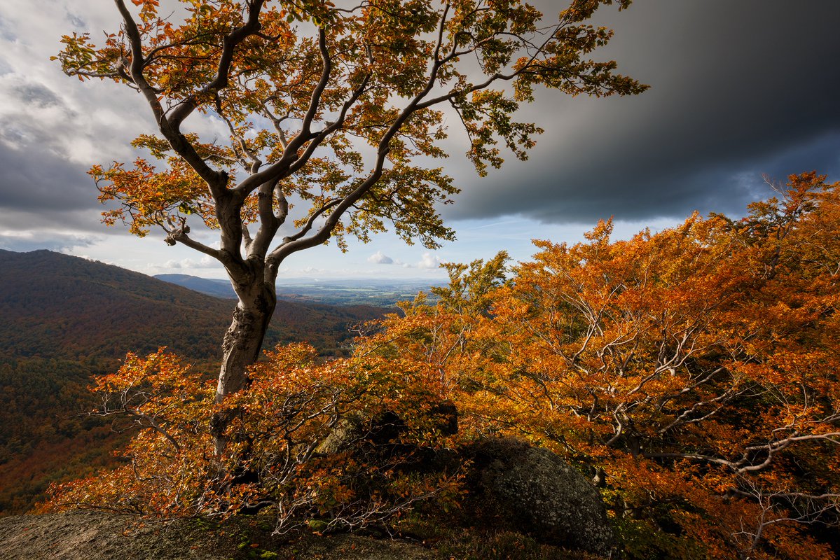 Martin Rak tweet media