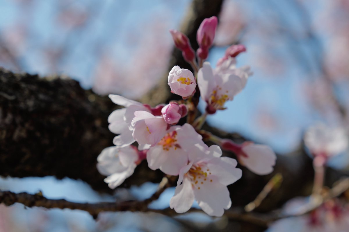 degunao's tweet photo. 諸事情により今週も岡崎公園，平安神宮へ〜
桜🌸もチラチラと咲き始めました
#leicaq343
#gr4 https://t.co/mZhl5ZTfEa