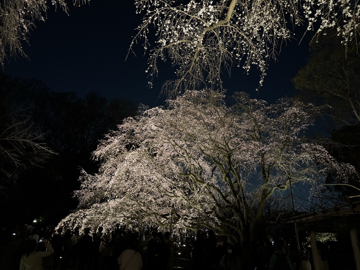 surf riddim tweet media