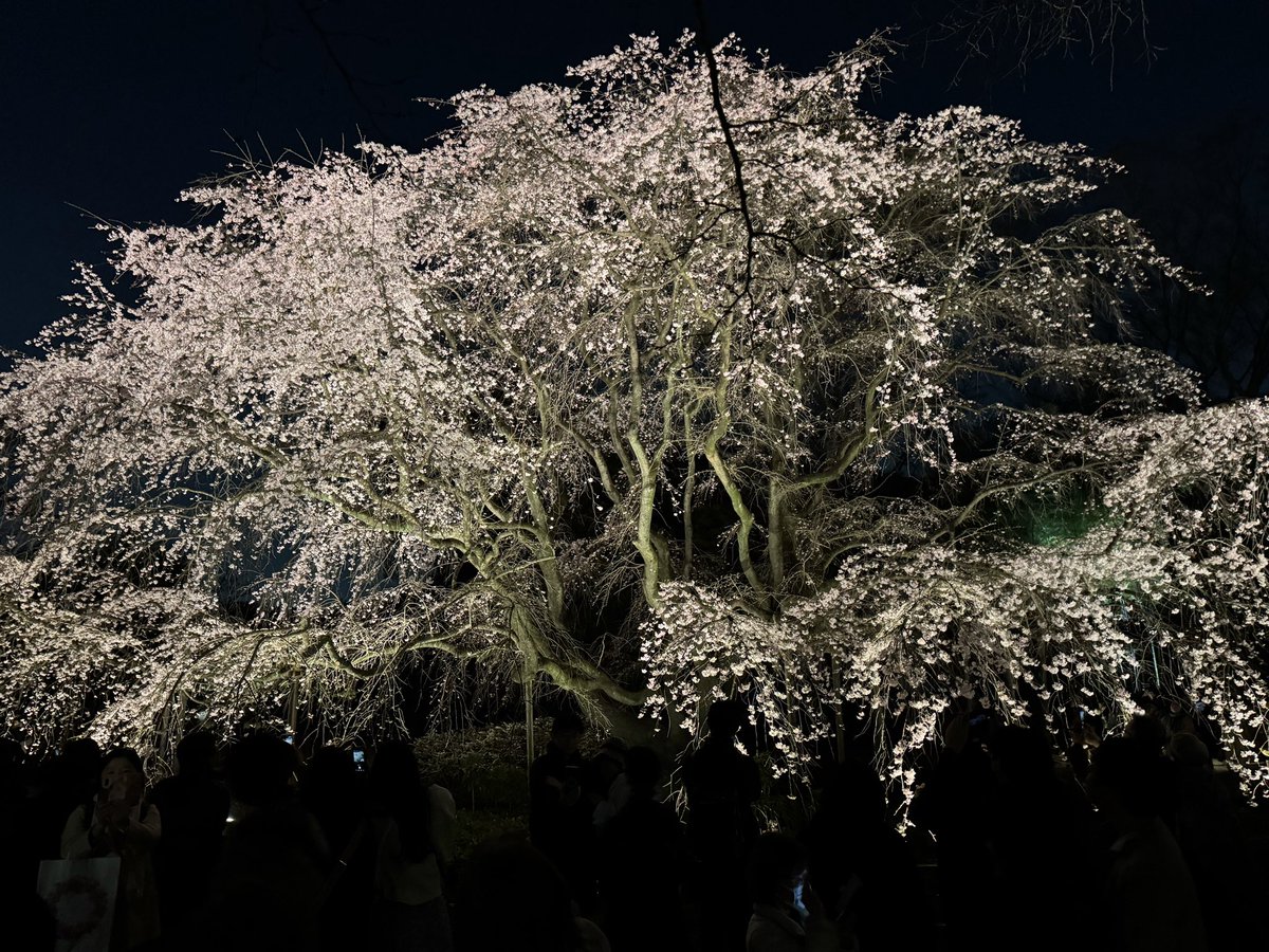 surf riddim tweet media