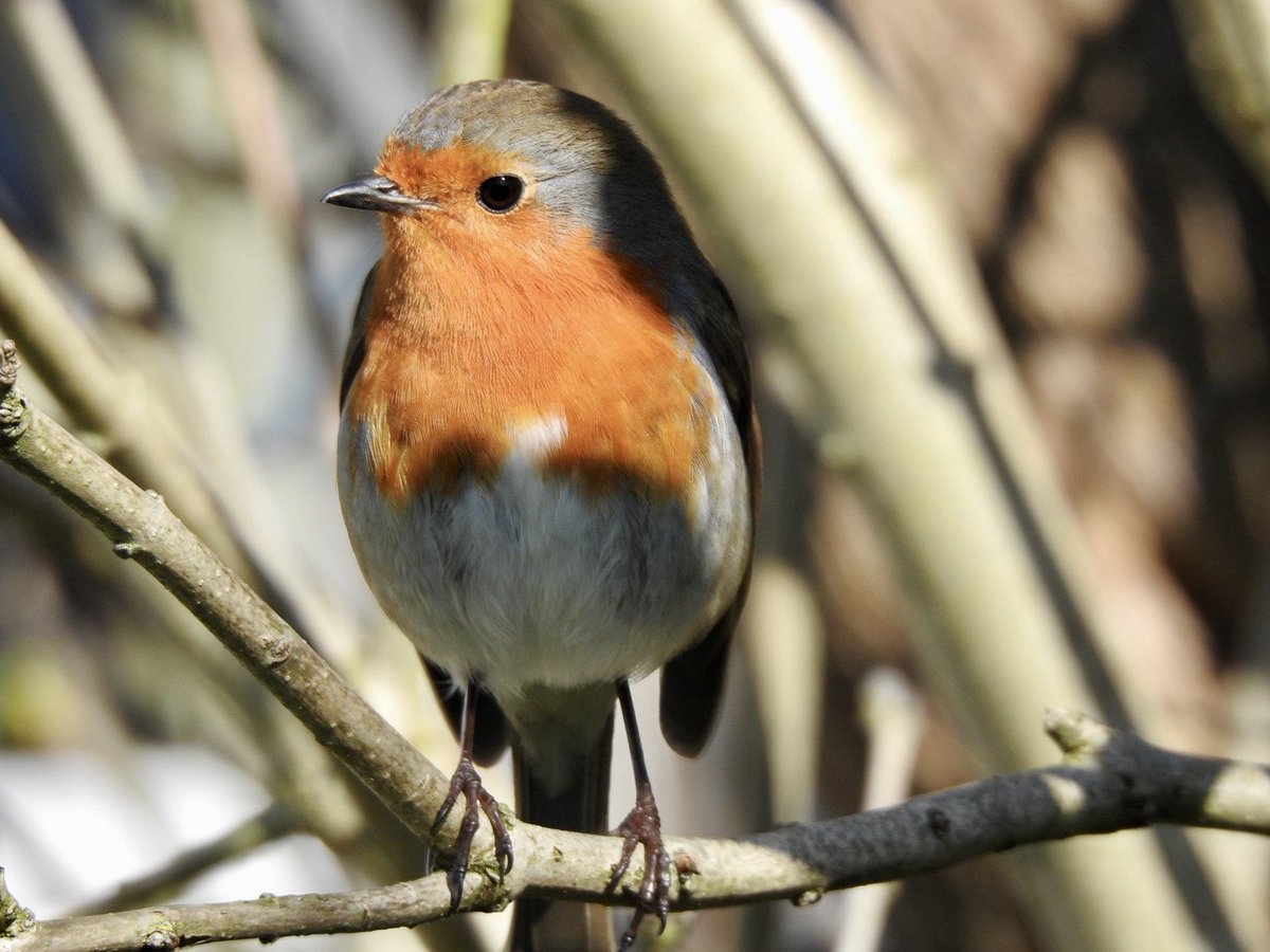 Steve Waldron tweet media