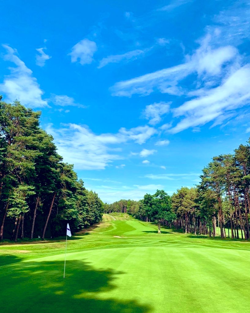 FPL Pigeon (Tommy) tweet media