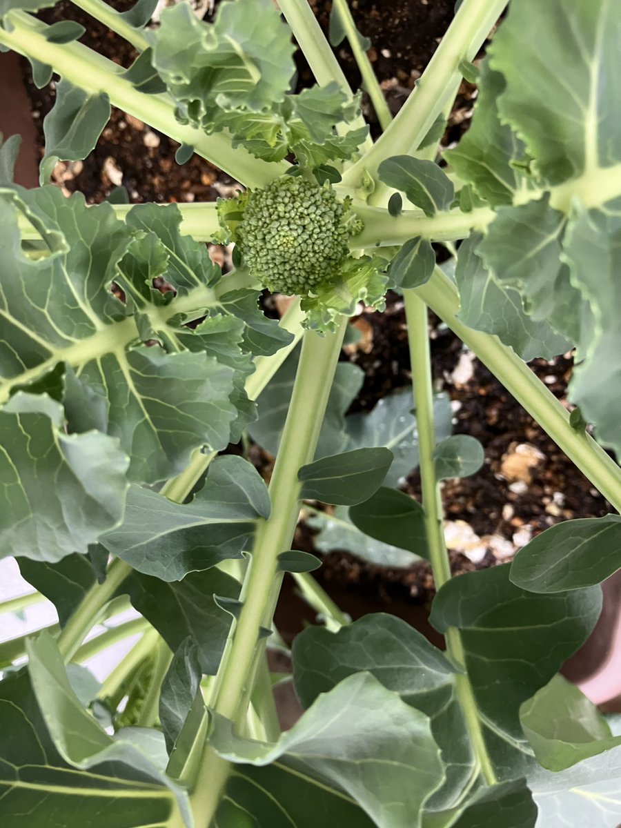 ro-bugrory tweet media