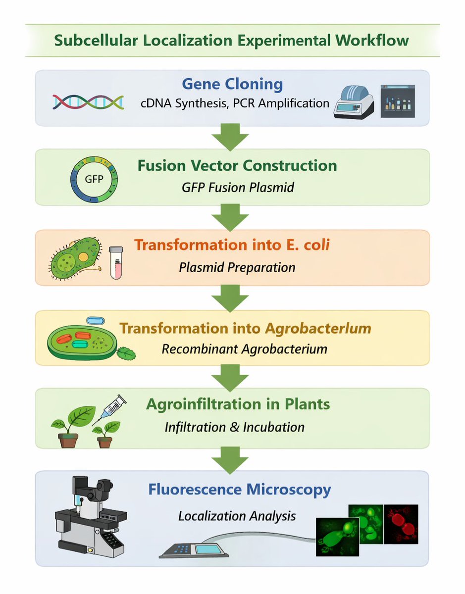 Discover the detailed workflow of subcellular localization in our latest article: ybiohub.com/%E7%94%9F%E7%8… 
We also offer subcellular localization services – just provide your gene sequence and we handle the rest! 🧬
