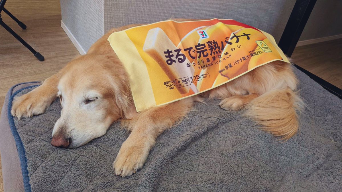 レオニです🐶 tweet media