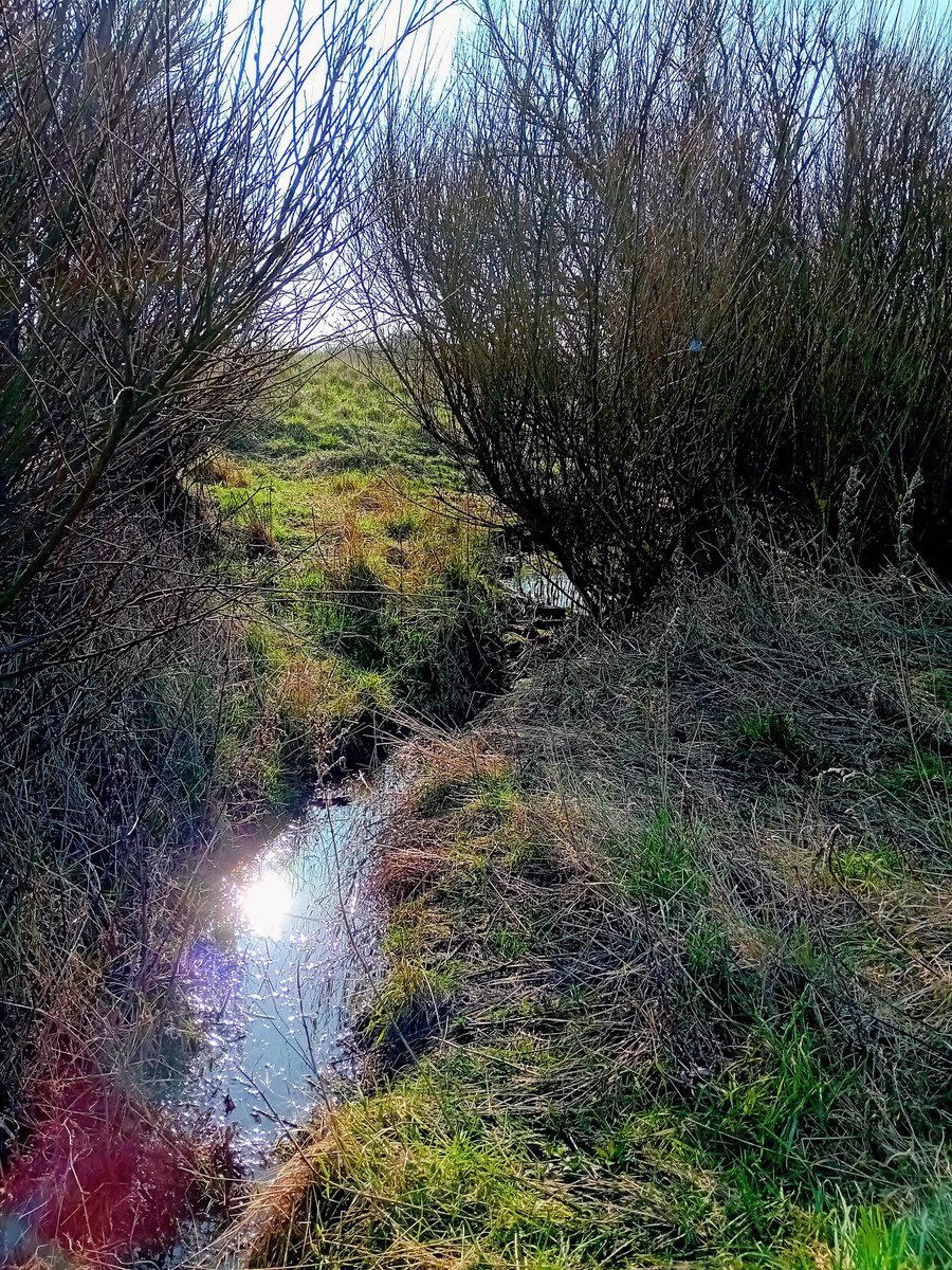 Caroline Caz Powell. tweet media