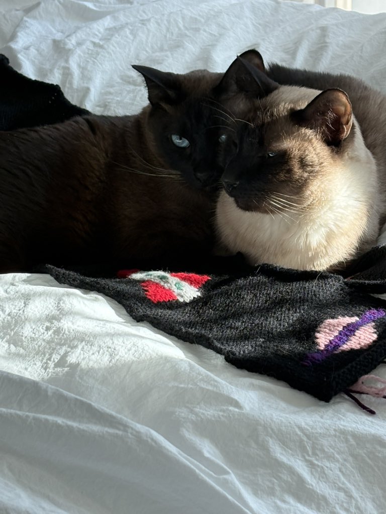 뜨치광이 윤🧶 tweet media