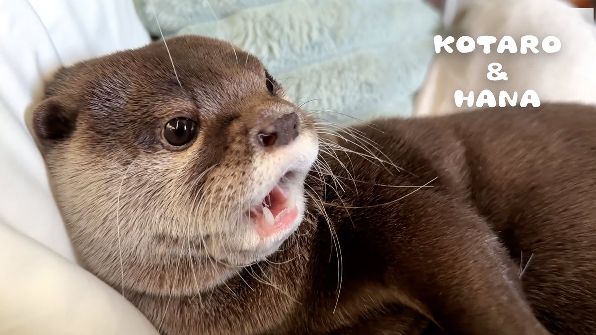 カワウソ コタロー&ハナ Otter Kotaro&Hana tweet media