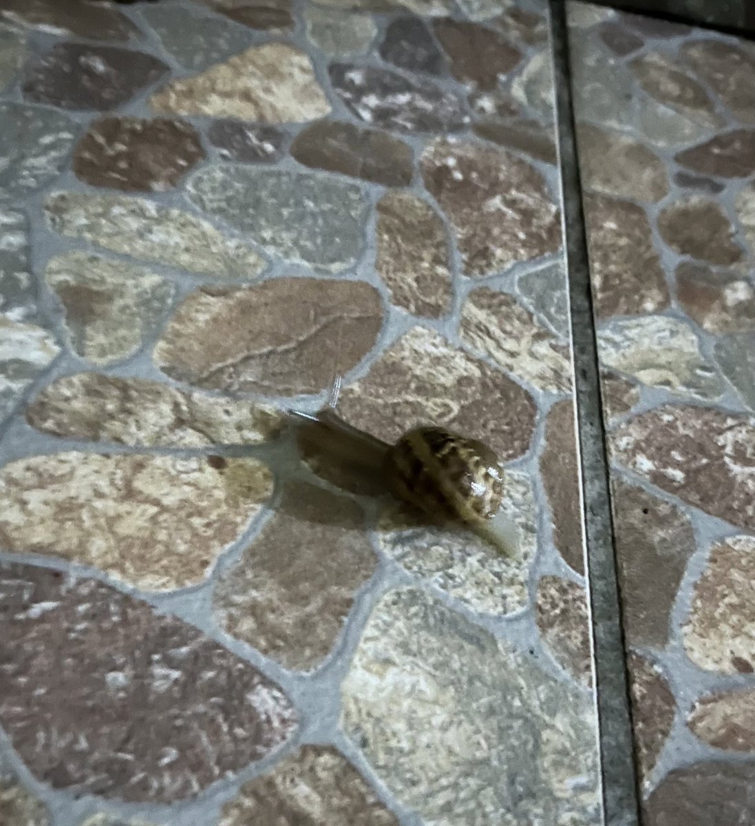 BautiGamer67auraINFINITA tweet media