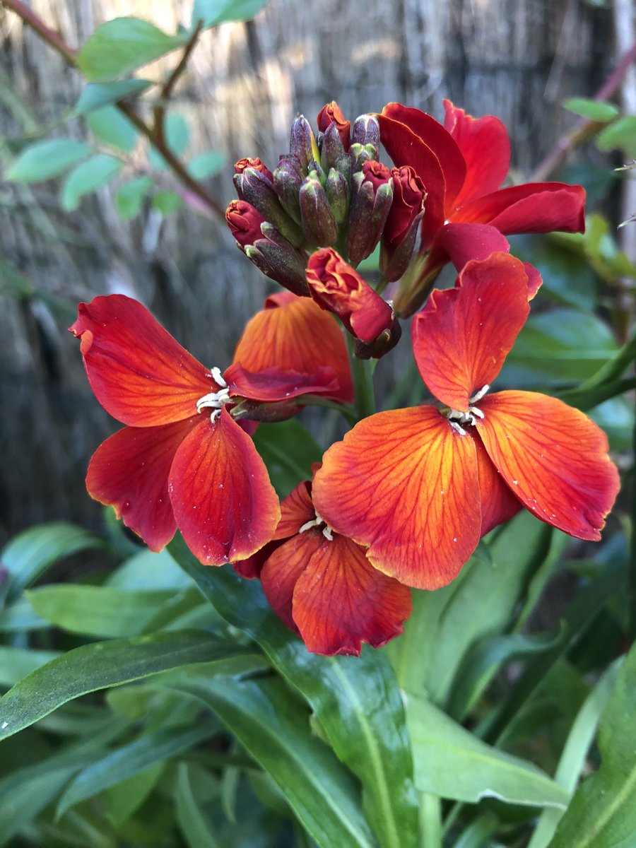 15greenmins's tweet photo. After a ‘tricky’ start to the year, 15 minutes of green is back with a look at the plants bringing me joy in the garden right now. What’s making you smile in your garden today? https://t.co/h0mpZim8pL #myhappyplace #15greenmins https://t.co/aZGKQSuPPy