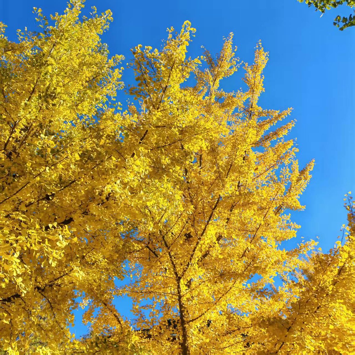 sara yahya ashkair tweet media