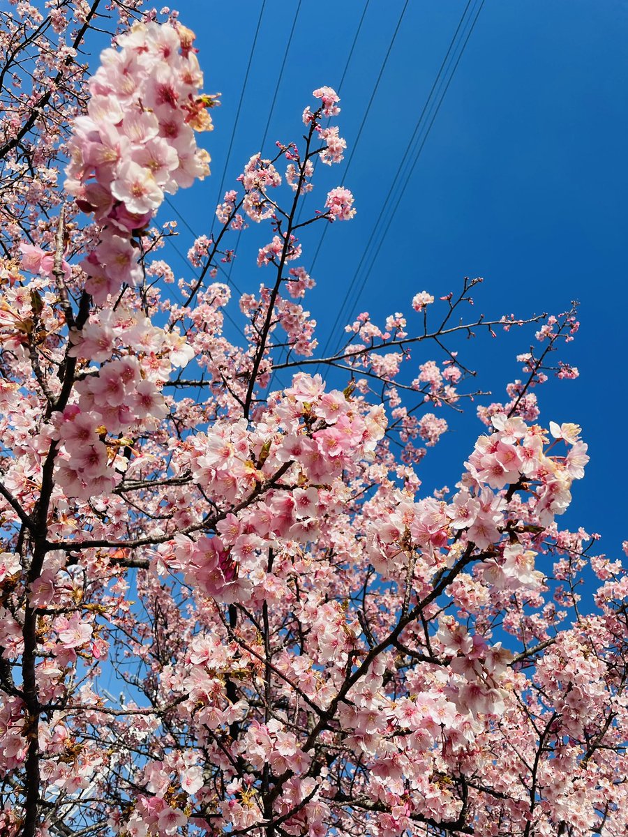 ryookabe1057's tweet photo. #これを見た人は愛車の背景が桜の画像を貼れ
河津桜🌸 https://t.co/9nlQePTuNP