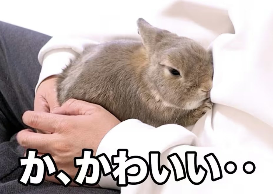 スタちゃんねる【うさぎ部屋】 tweet media