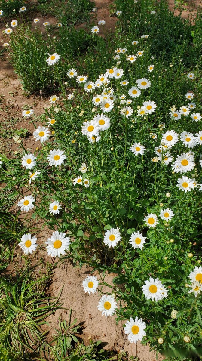 karlikaufmann's tweet photo. " Nature Explorers Club: Hike + Wildflower Workshop this Sat! 9AM at Park Entrance. Bring water, comfy shoes, and curiosity—we’ll ID blooms + press them. Open to all! DM for details. #EcoAdventures #NatureLovers" https://t.co/4S9iwpFft4