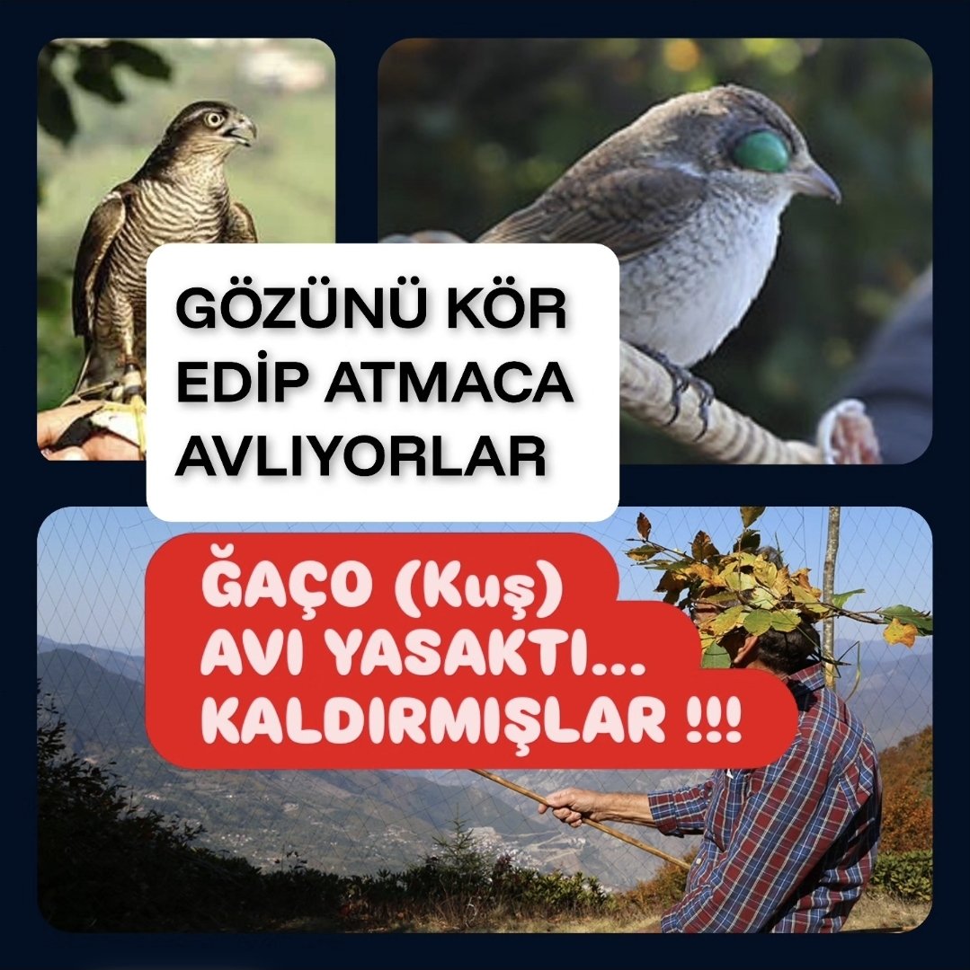 guvenislamoglu's tweet photo. Kızıl Sırtlı Örümcek Kuşu (ğaço) ile atmaca yakalama yasağını Uluslararası Bern Sözleşmesine rağmen kaldırdılar....
4915 sayılı Kara Avcılığı Kanunu'nda yapılan değişiklikle, bu kuşların atmaca avcılığı kültürünü sürdürmek amacıyla sertifikalı kişilerce yakalanması suç olmaktan çıkartıldı..
Ne yapıyorlar anlatayım...
Ben de bir LAZIM kültür ile bir alakası yok.
Yaylaları , şehirleri , denizi betona gömen , nehirlerini çöp dolduran , bal için ayıları , atmaca için kuşları yok eden bir kültürümüz yok bizim...
Bu başka bir kültür....

Ğaço kuşunun yakalıyorlar....
Gözüne yapıştırıcı sürüp kapatıyorlar. 
Kör olan kuş çırpınıyor.
Bu kuşu ağın önüne koyup atmacanın dikkatini çekiyorlar....
Kaç atmacanın da kanadı kolu kırılmıştır bu sebepten...
Kültür hikaye , satıyorlar...
Araplar gelip alıyor...
×××( Sadece sertifikalı avcı yakalayabilir. Satışı Yasak.  Yakalan kuş sezon sonu doğaya bırakmalı. Çoğu bırakmaz)×××
Benim de besleyen akrabalarım var.
İşi bilirim...Bir tane neyine yetmiyor...
4-5 tane olsun istiyorlar....
Elektronik hareketli maket kuşlar çıktı. 
Avda kullanıyorlar. Onu kullansınlar. 
Yok olmaz aynı tadı vermez...
Kuş köretmenin nesi tad....
Diyeceklerki kör etmiyoruz, kapatıyoruz...Hareket halinde o bant düşer. Düşmesin diye yine yapıştırırlar..
Atmaca pençesini taktı mı zaten kuş ölümcül yarayı alır...Doğa Derneği dava açmış , yasaklanmıştı...
Ne yaptılar ettiler , Uluslararası Sözleşmeye rağmen  kültür bahanesi ile yasağı yine kaldırdılar....
@tarimgovtr
@milliparklar
@ibrahimyumakli
@Trakus_org
@dogadernegi
@SEO_BirdLife
@BirdLife_News
@kuzeydoga
@CaganSekerciog1