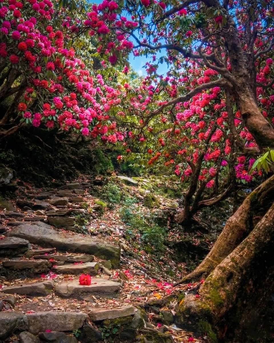 Go Himachal tweet media