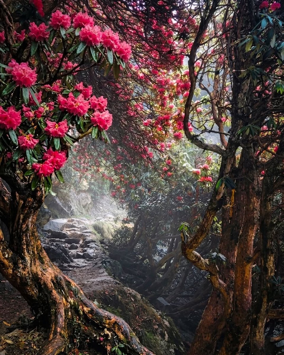 Go Himachal tweet media