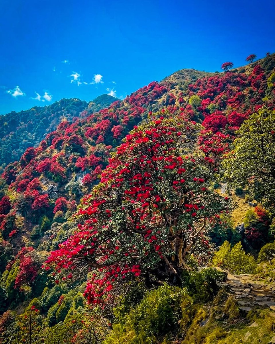 Go Himachal tweet media