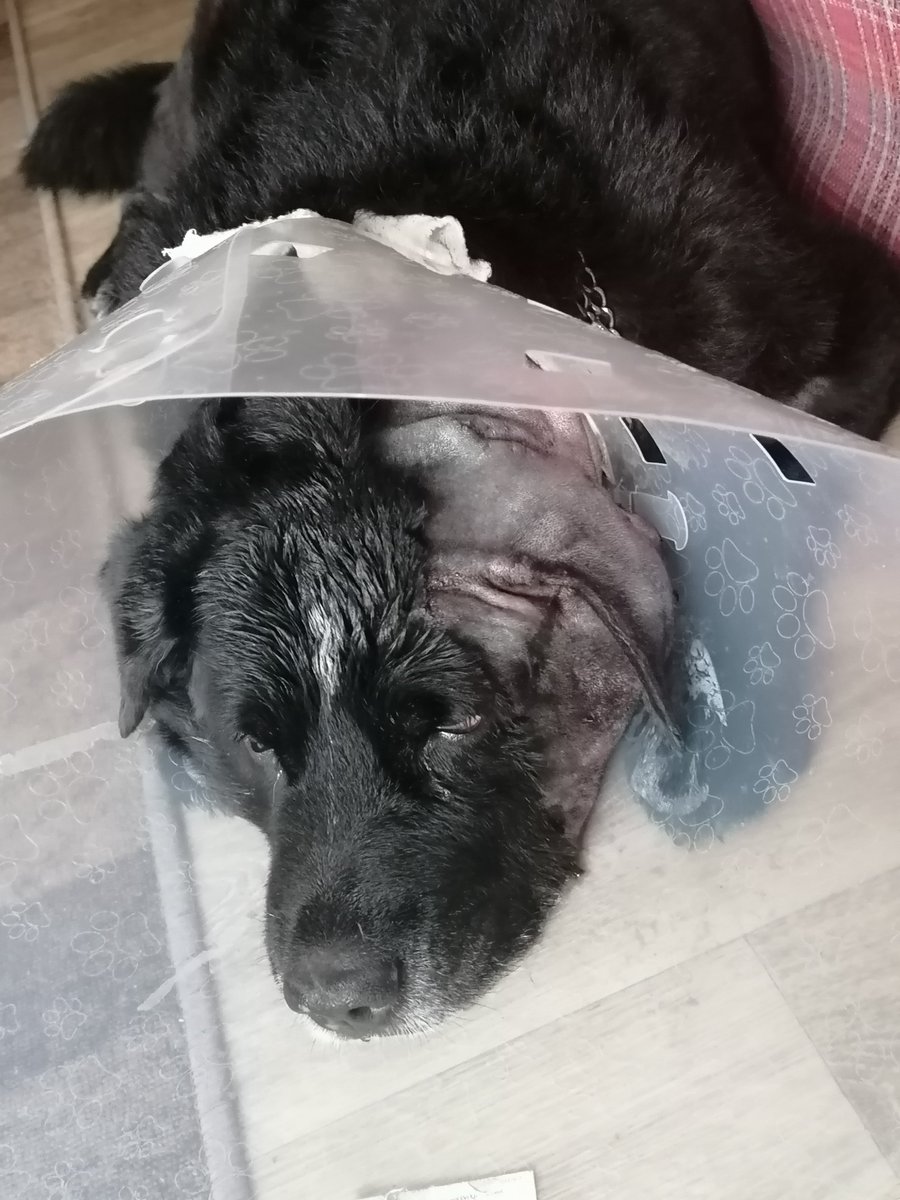 Rena z Brna 🐶🐱 tweet media