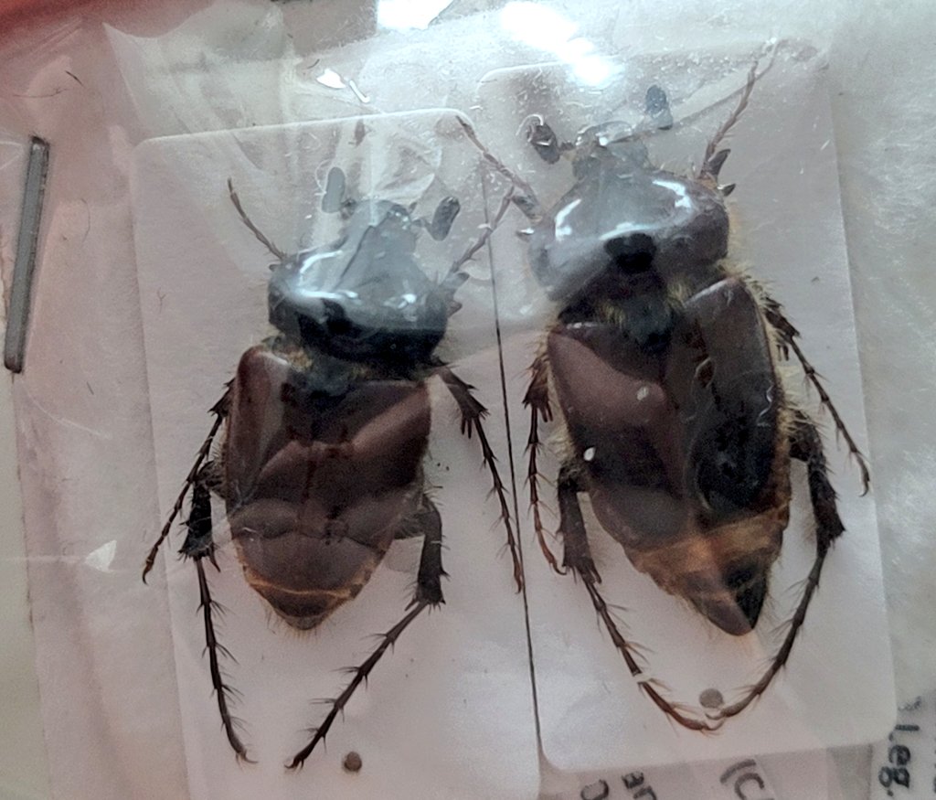 coll.col tweet media