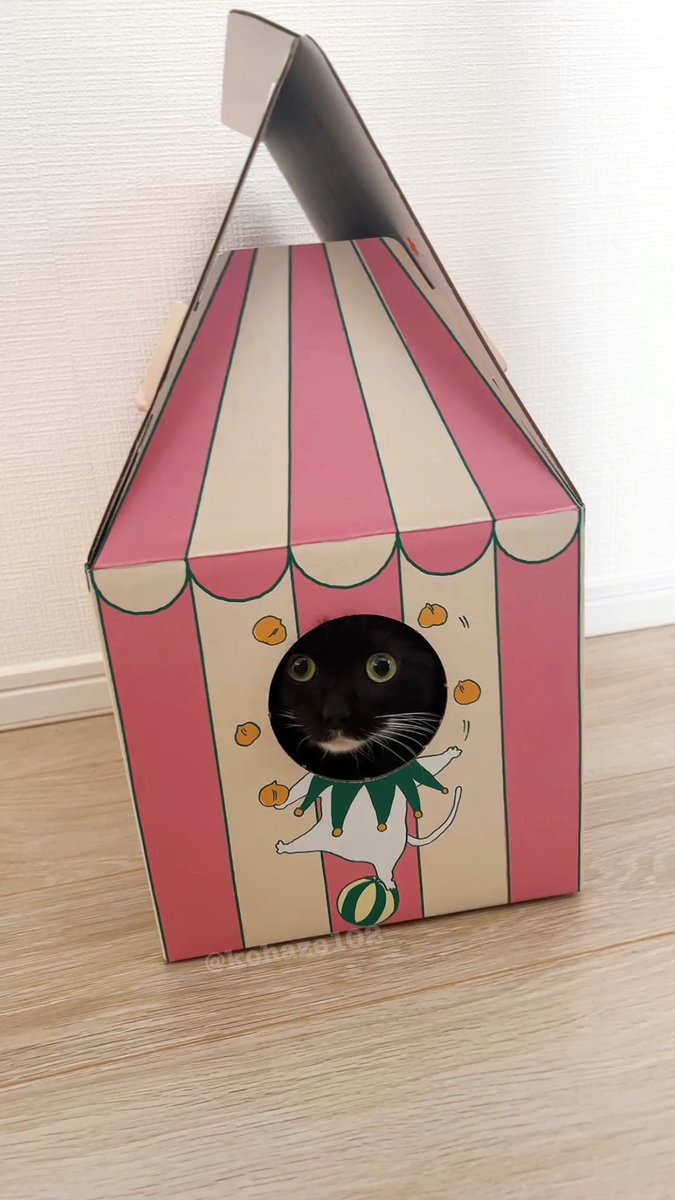 こはぜ tweet media