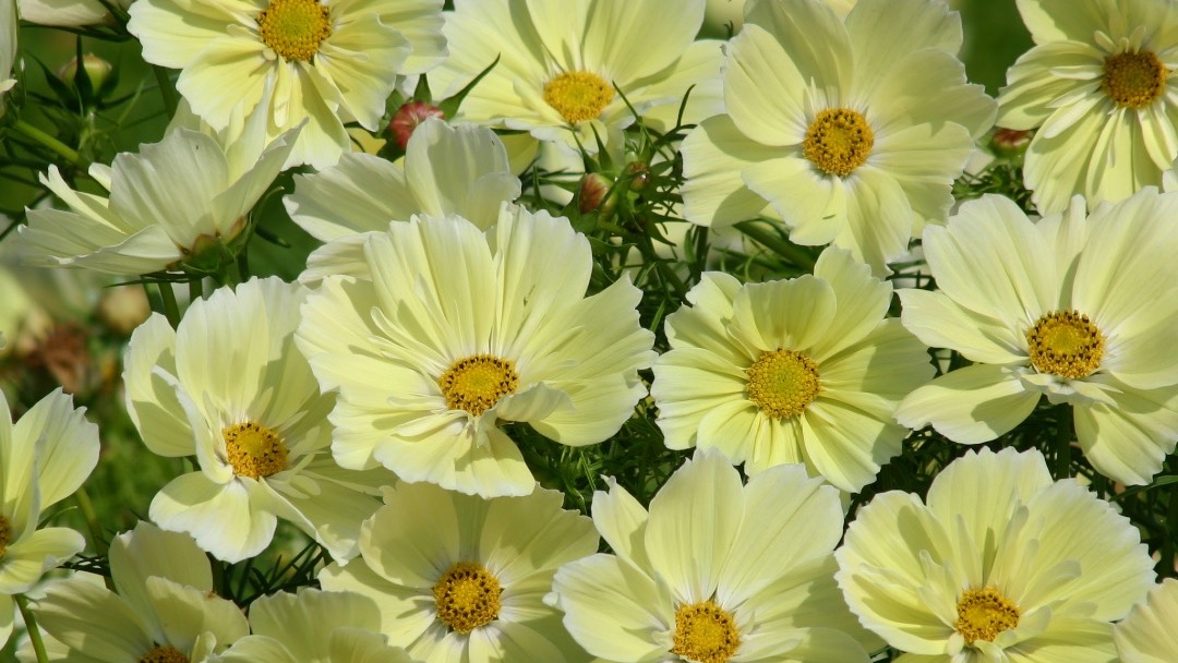 Earley Ornamentals tweet media