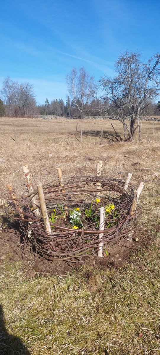 Pinus Sylvestris tweet media