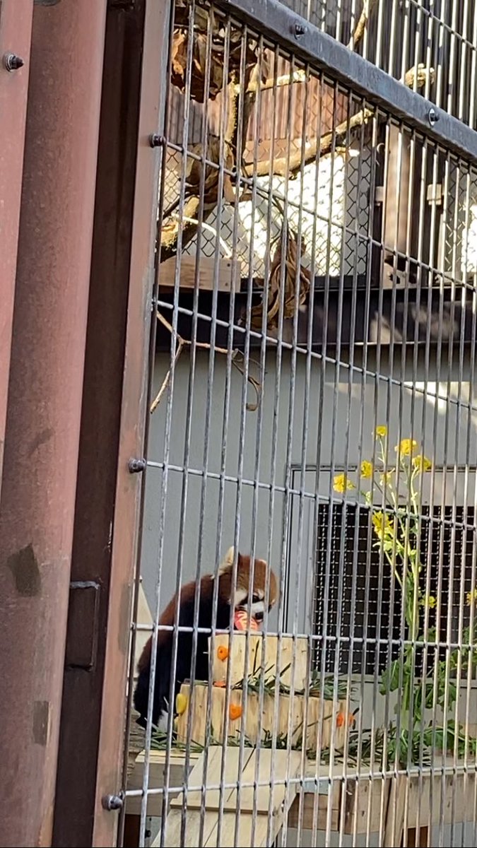 杏香の香をくわえてる杏香しゃん❣️

いっぱい🍎もろてよかったね✨️

 #熊本市動植物園
 #杏香
 #レッサーパンダ