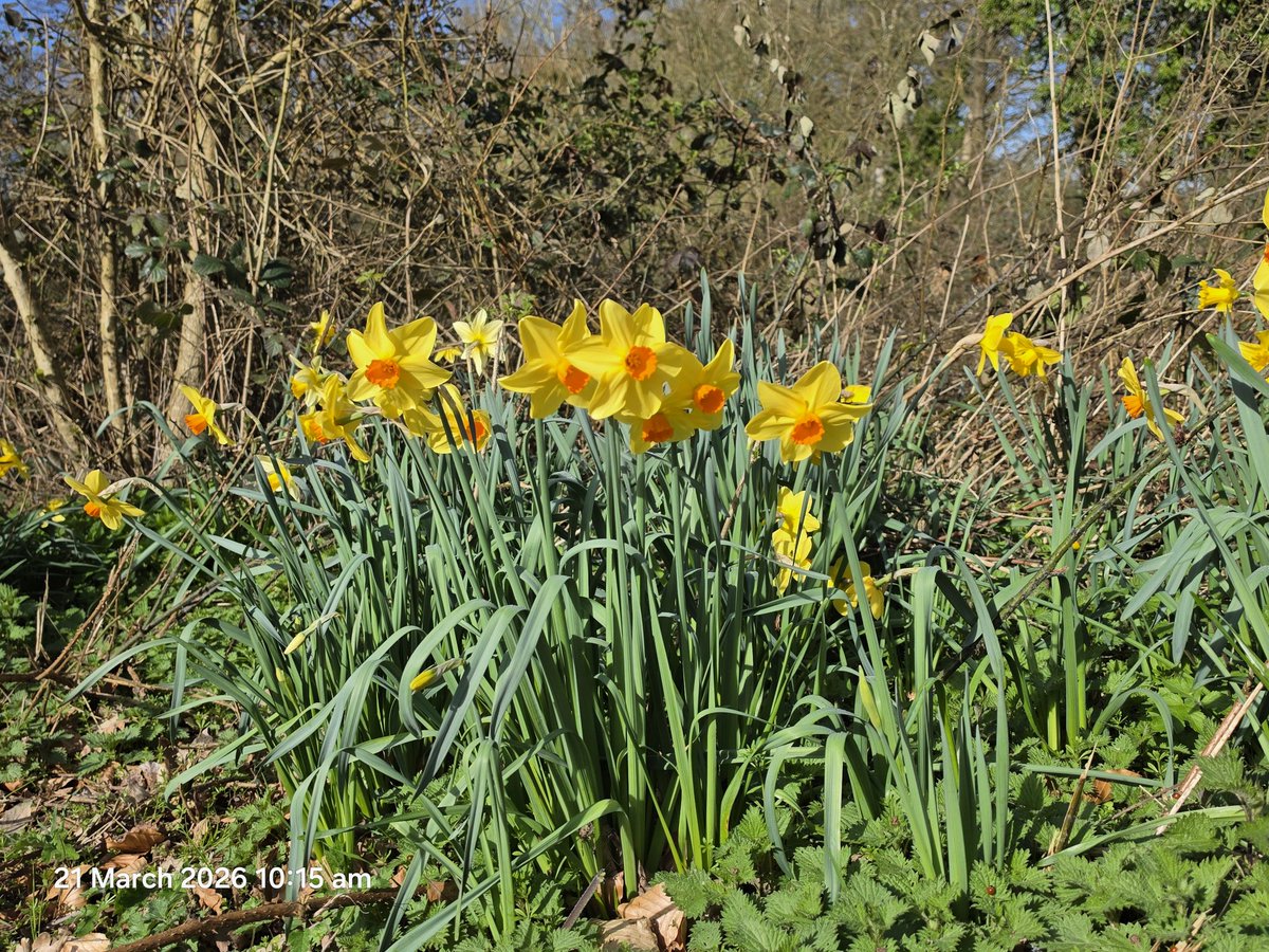 ditty85's tweet photo. Few pics from dog walk this morning. Spring has officially sprung. https://t.co/xvsh36xVfr