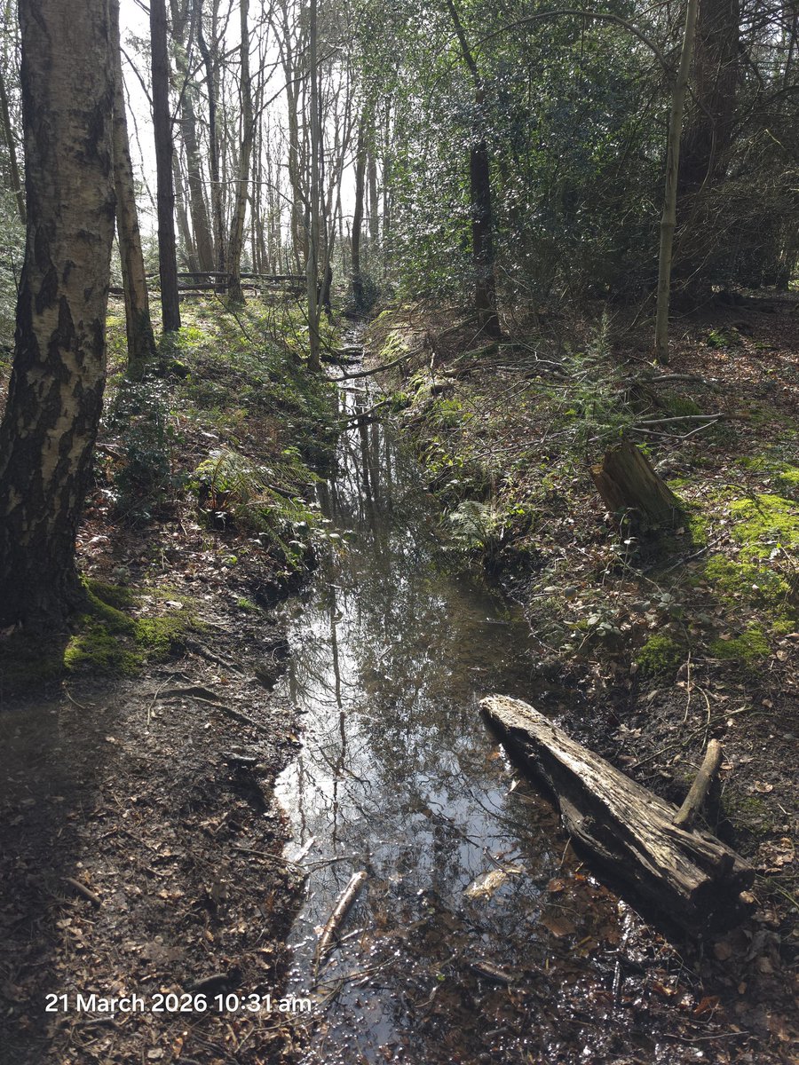ditty85's tweet photo. Few pics from dog walk this morning. Spring has officially sprung. https://t.co/xvsh36xVfr
