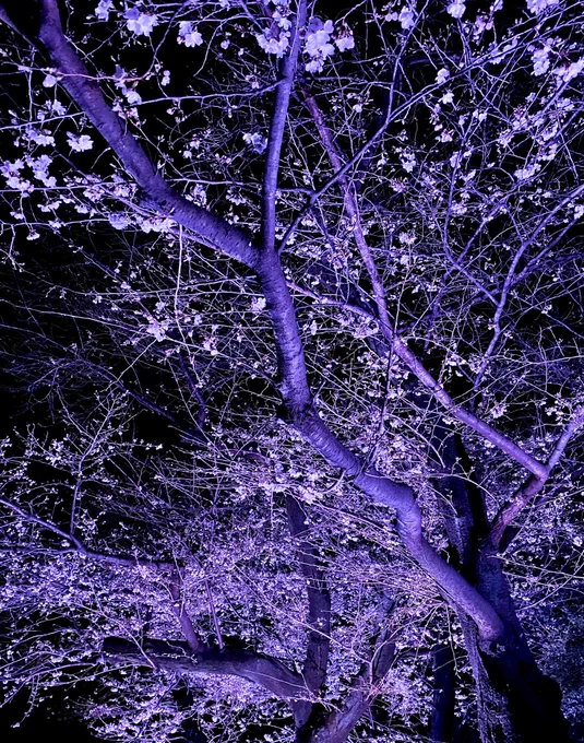 夜桜 ライトアップ始まりました。芸術的