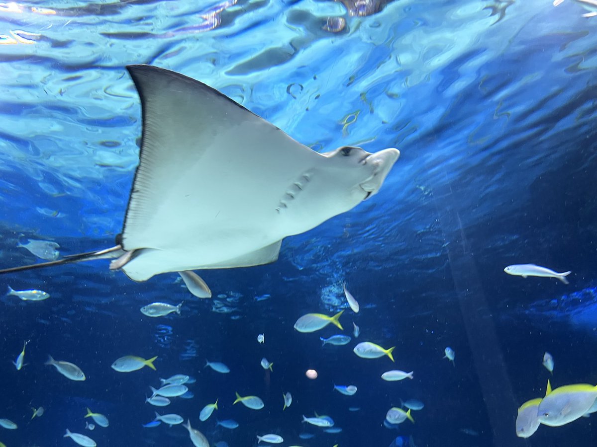 佐藤裕康|ジェイックの採用メディア事業部長 tweet media