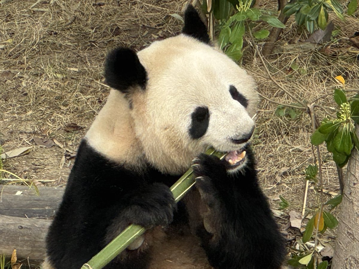 しょーこ tweet media