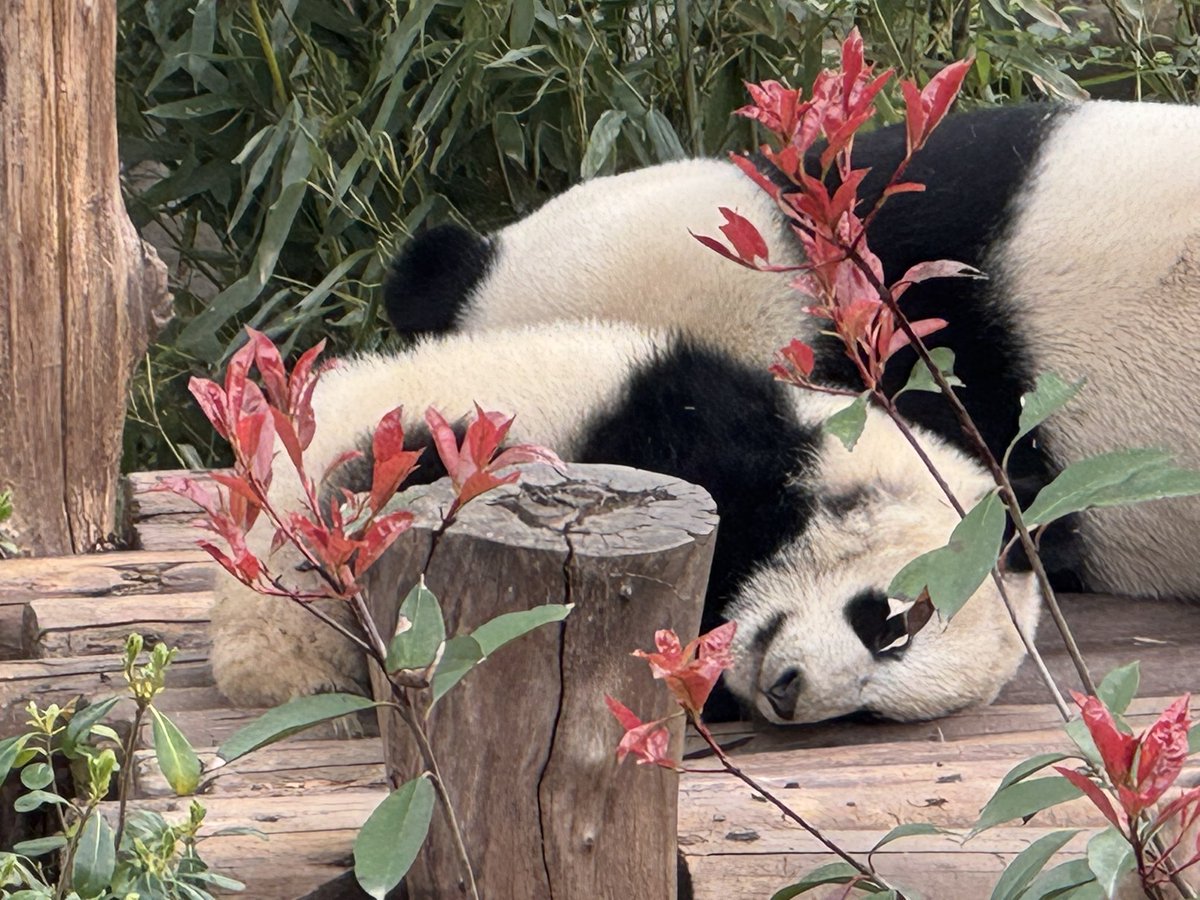 しょーこ tweet media