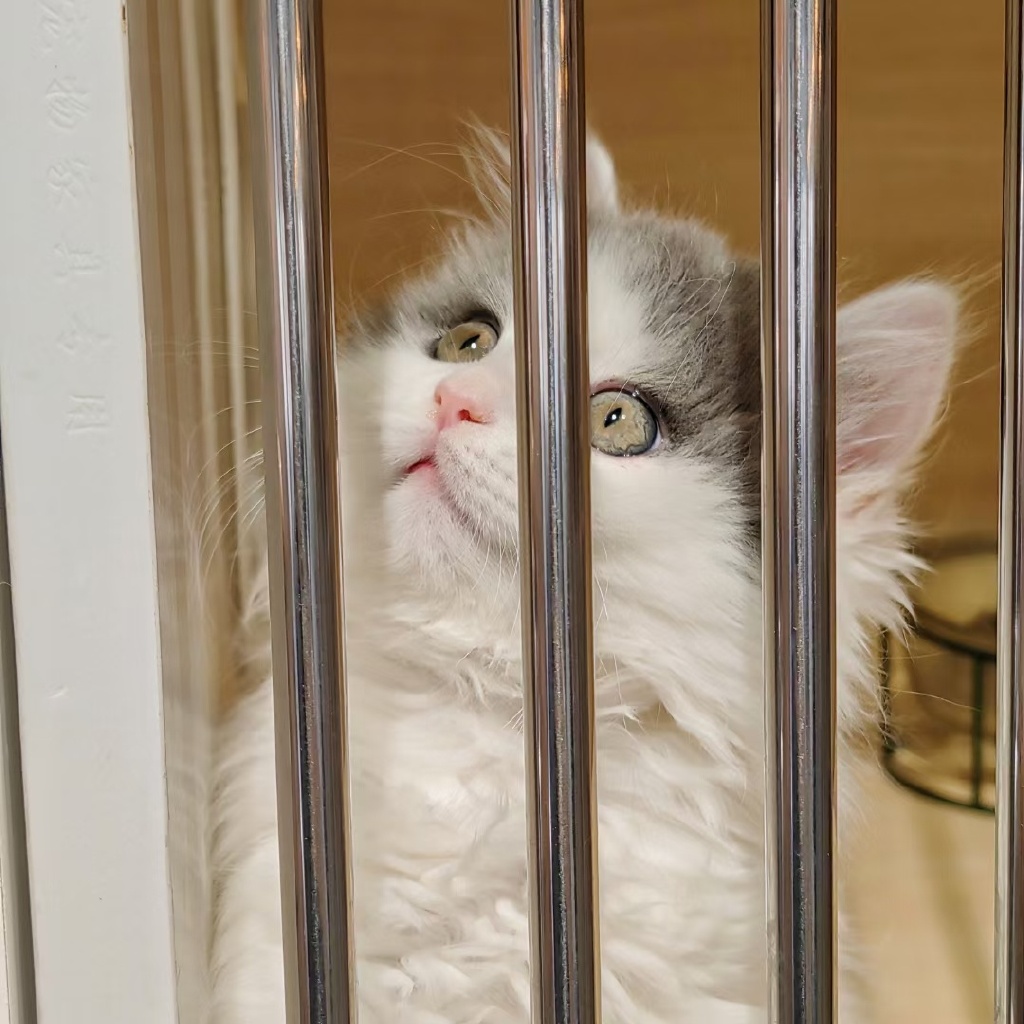 Cristian Perez tweet media