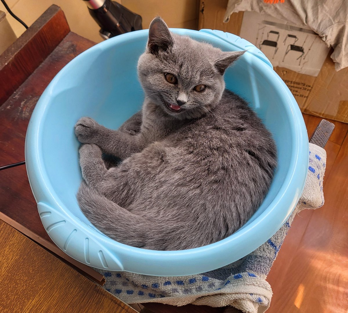 Волохате Дідько tweet media