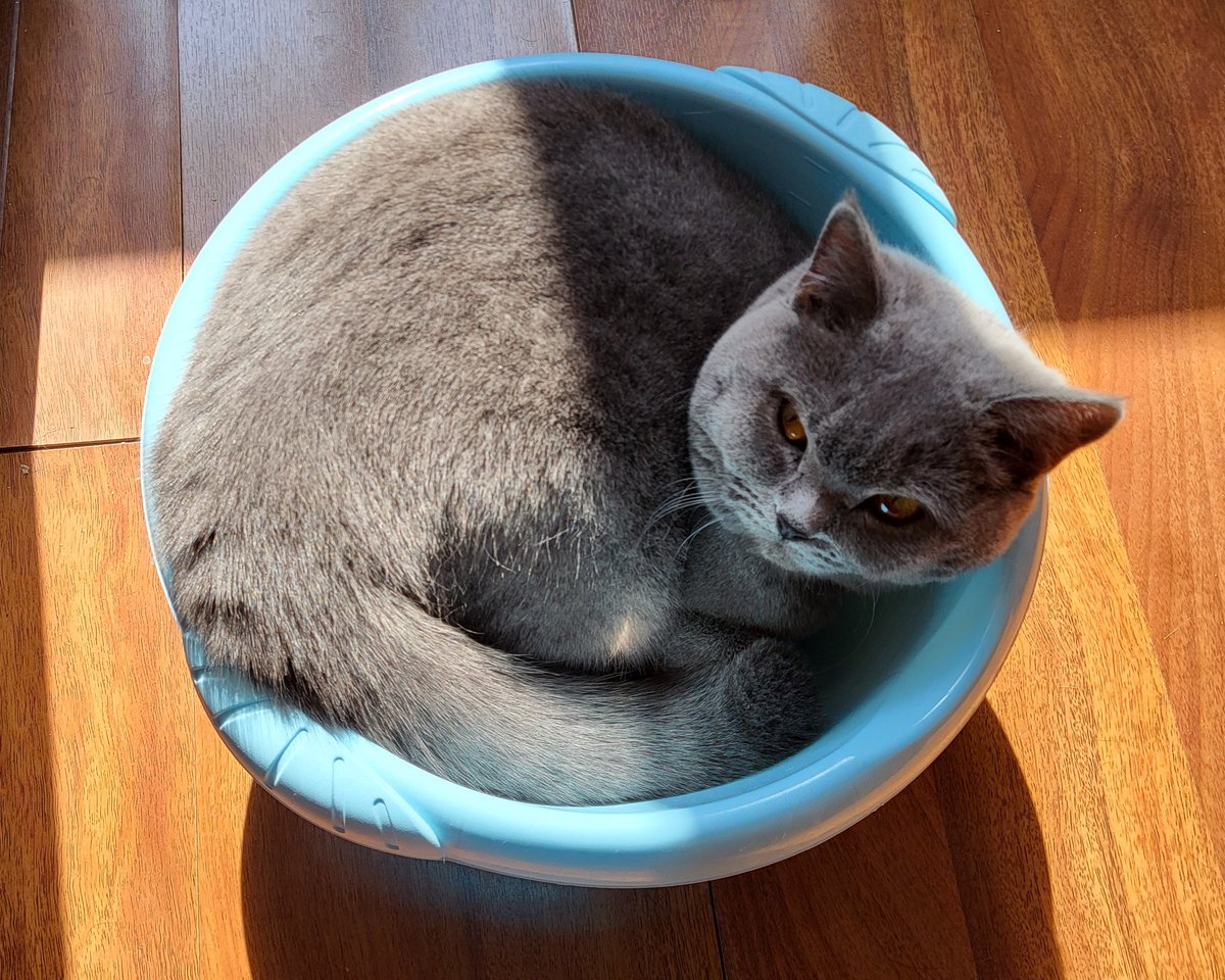 Волохате Дідько tweet media