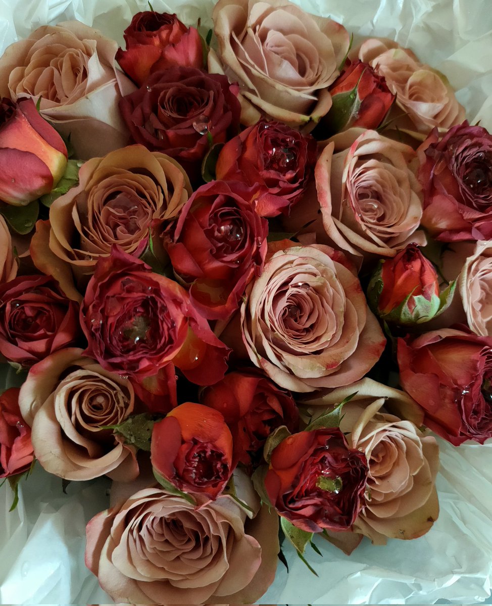 Aoife - Life is Beautiful 💜💍 tweet media