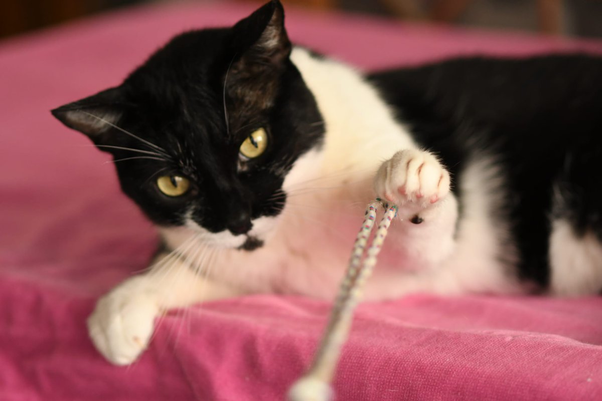 Refugi Els Àngels tweet media