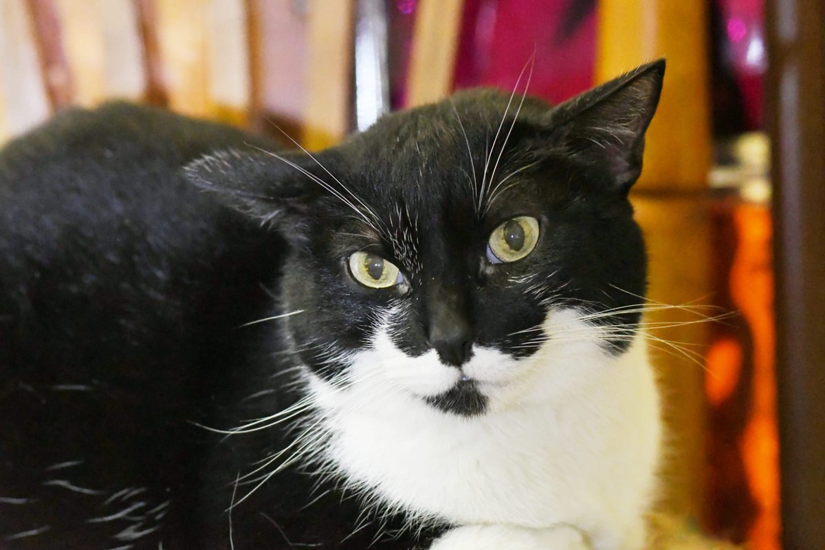 Refugi Els Àngels tweet media