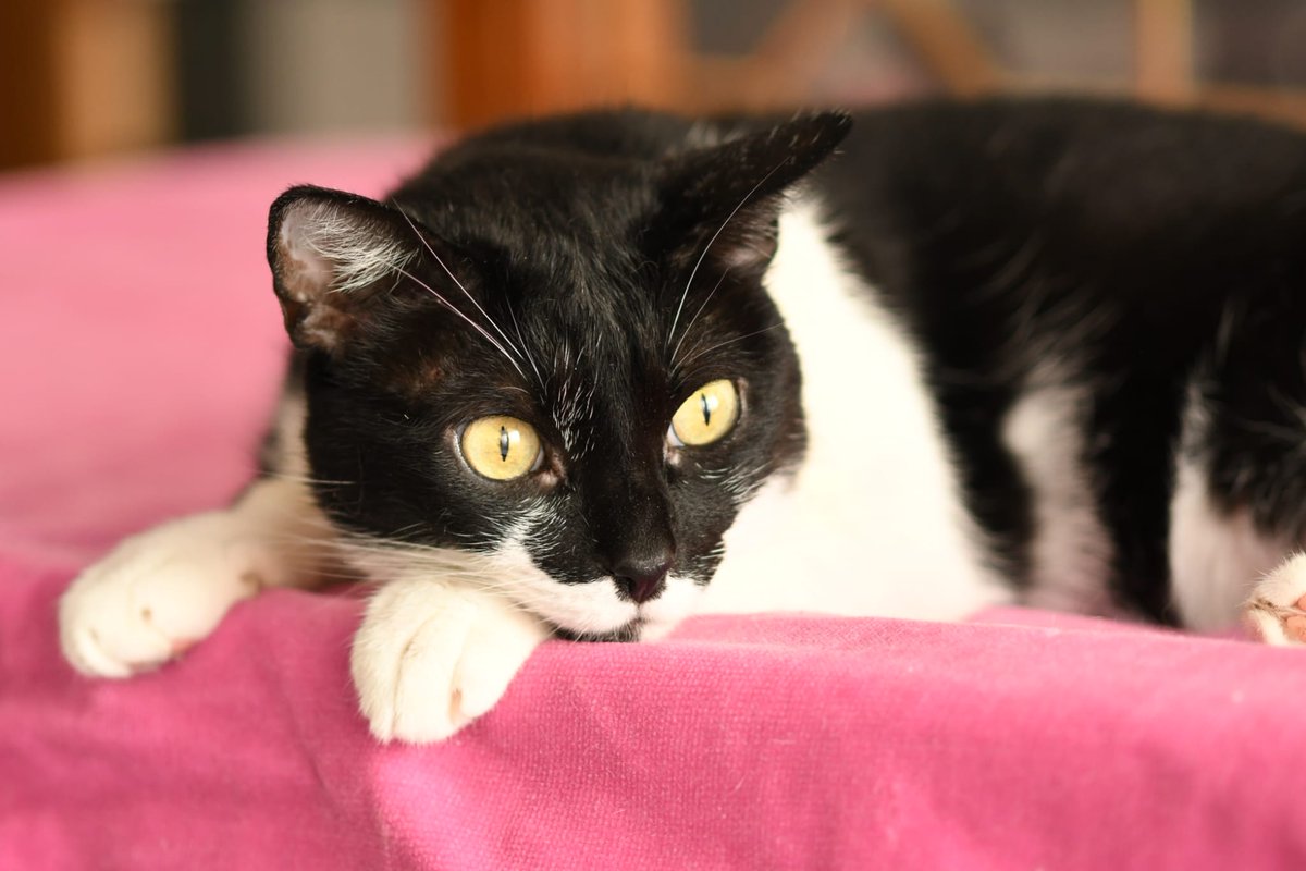 Refugi Els Àngels tweet media